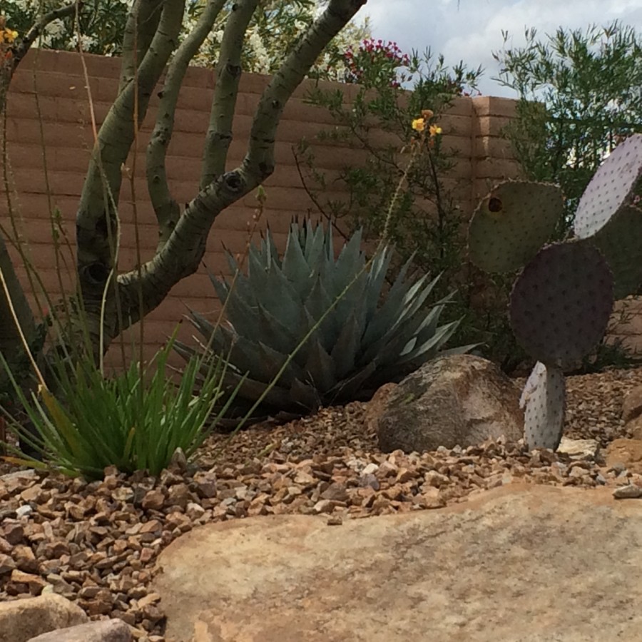 Landscape Maintenance in Tucson Arizona LandShapes LLC Landscape Maintenance in Tucson Arizona LandShapes LLC
